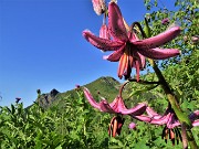 11 Lilium martagon (Giglio martagone) con vista in Mincucco